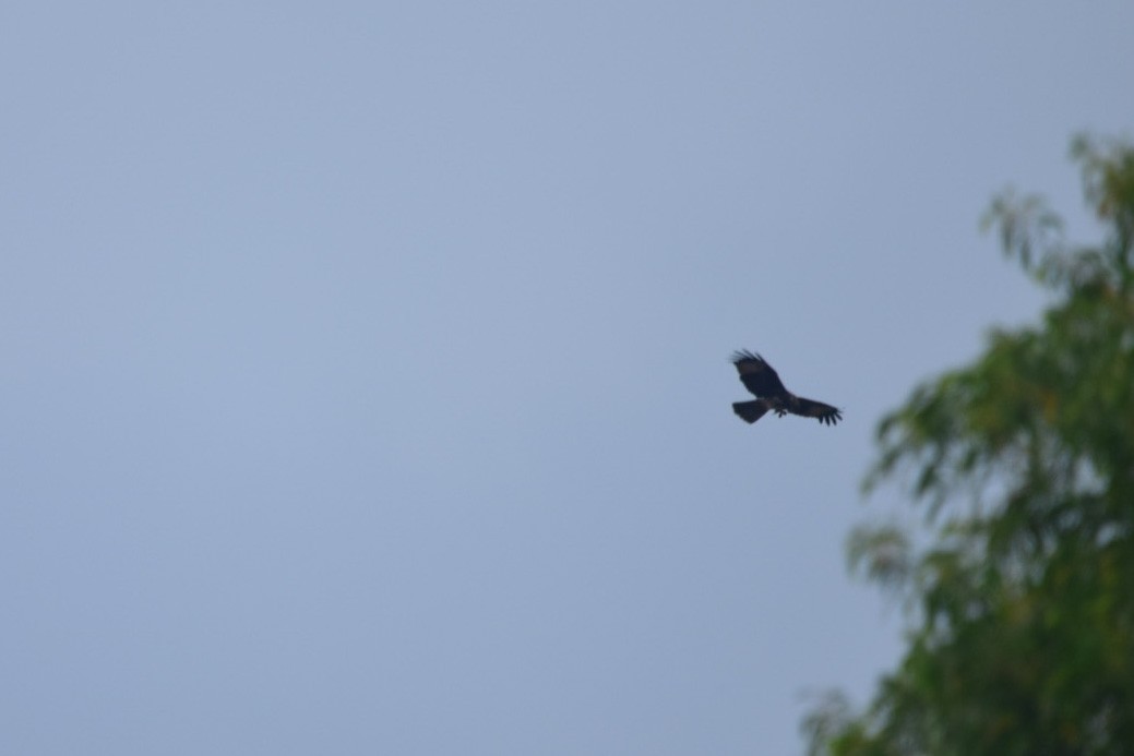 Brahminy Kite - Ashfaq Muhammed