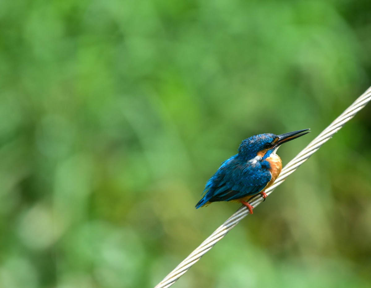 Common Kingfisher - ML478448991