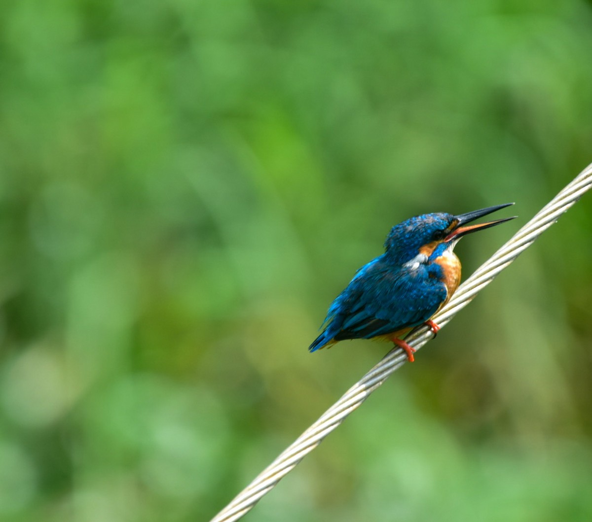 Common Kingfisher - Ashfaq Muhammed