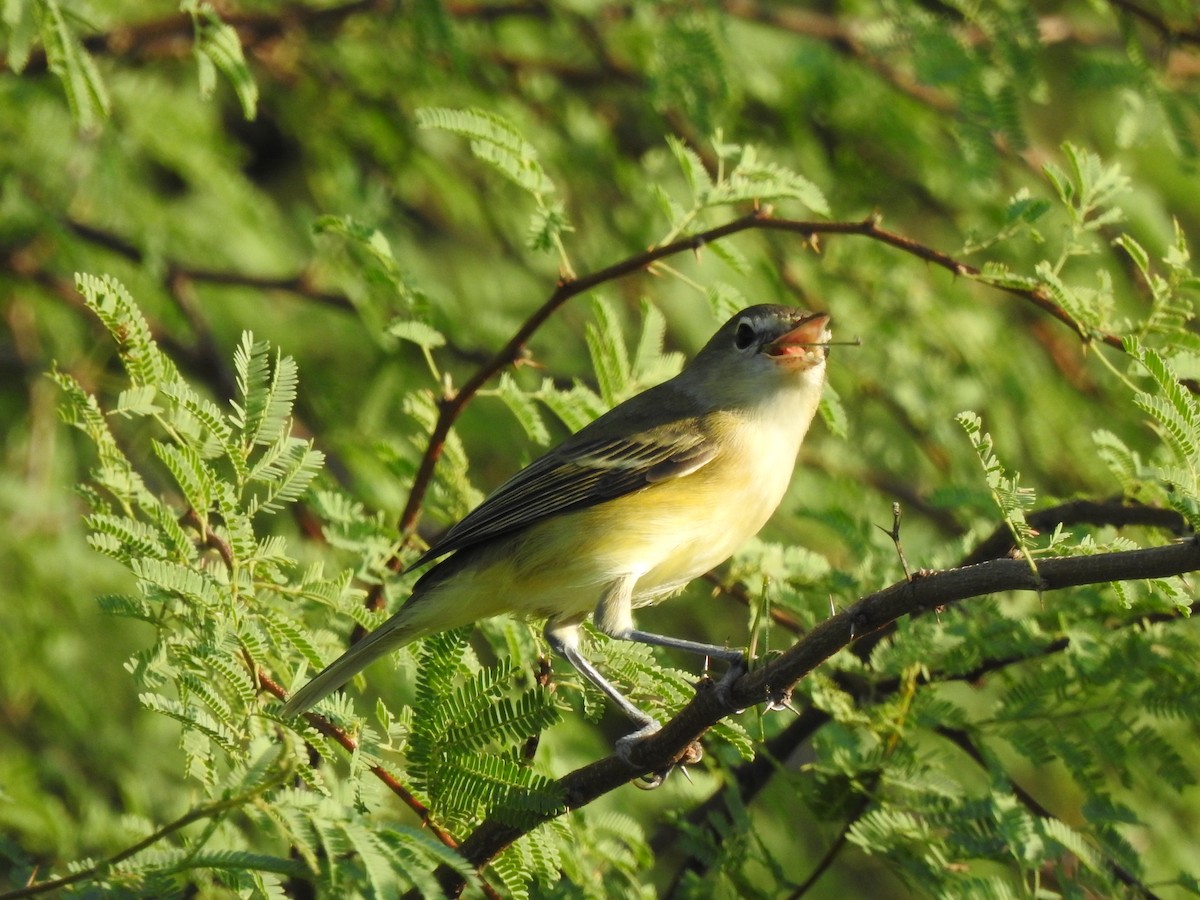 Bell's Vireo - Holly Perry