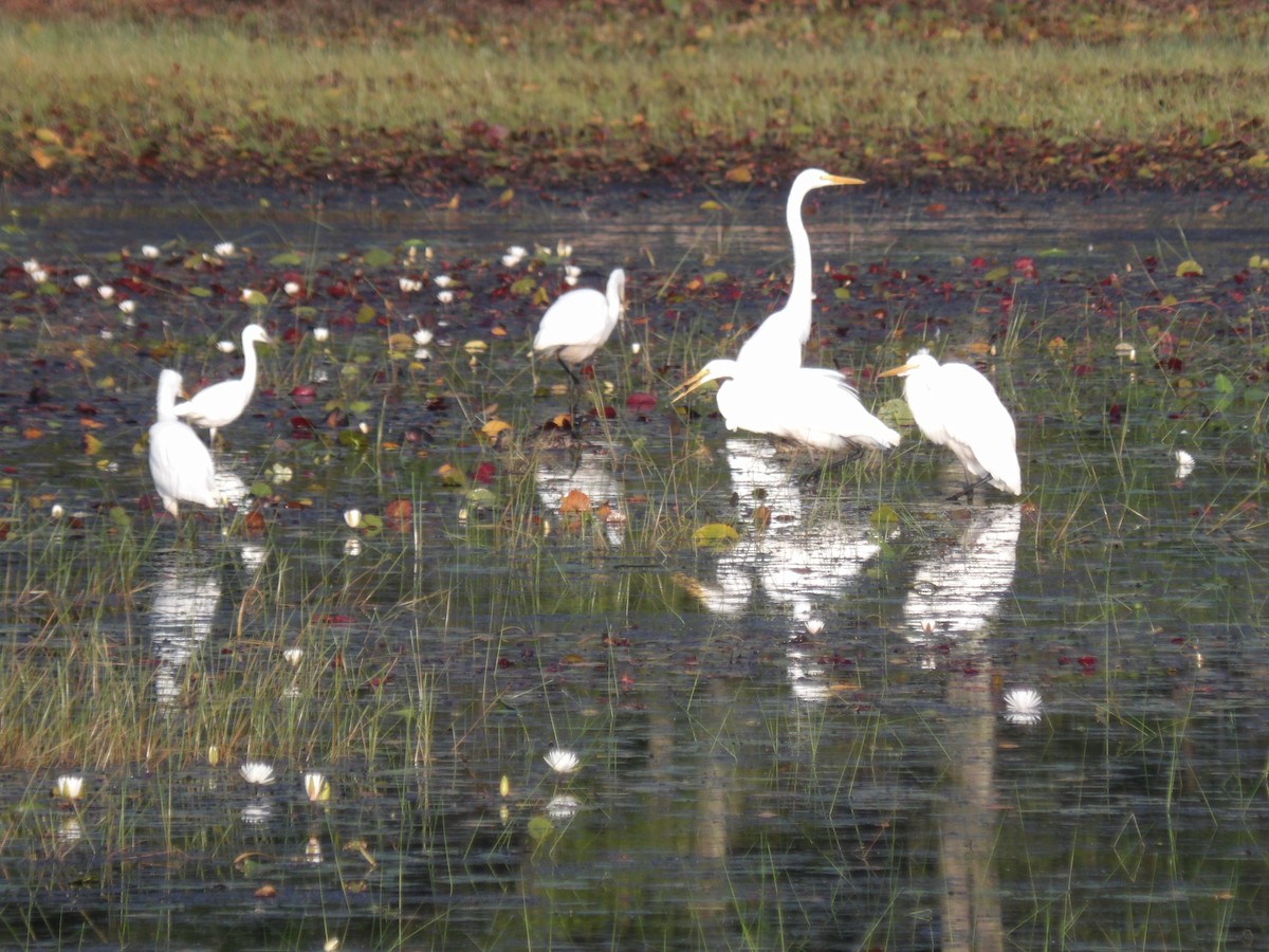 ダイサギ - ML478451601