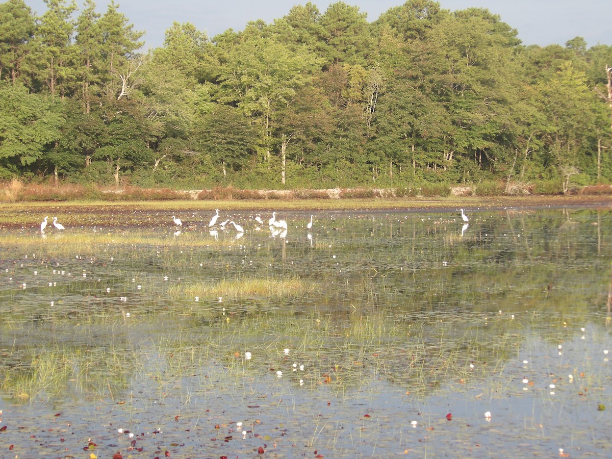 ダイサギ - ML478451611