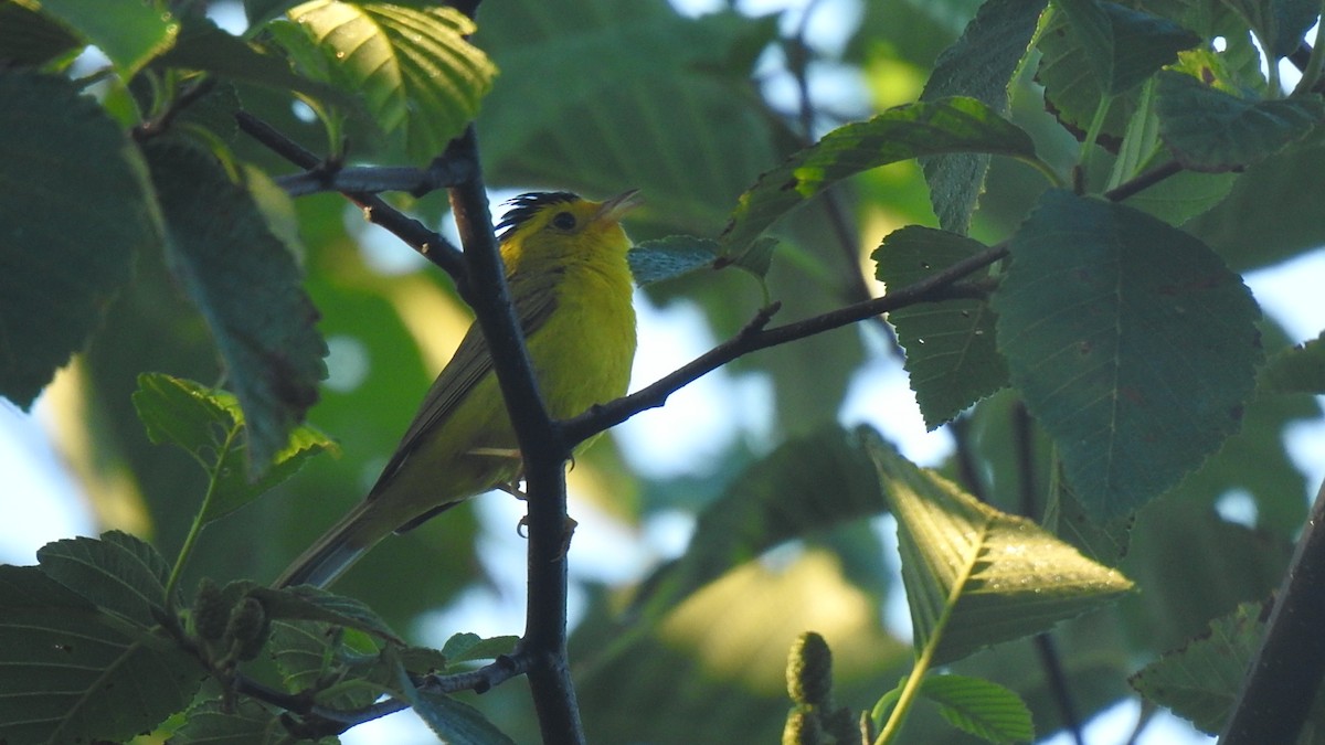 Wilson's Warbler - ML478453021