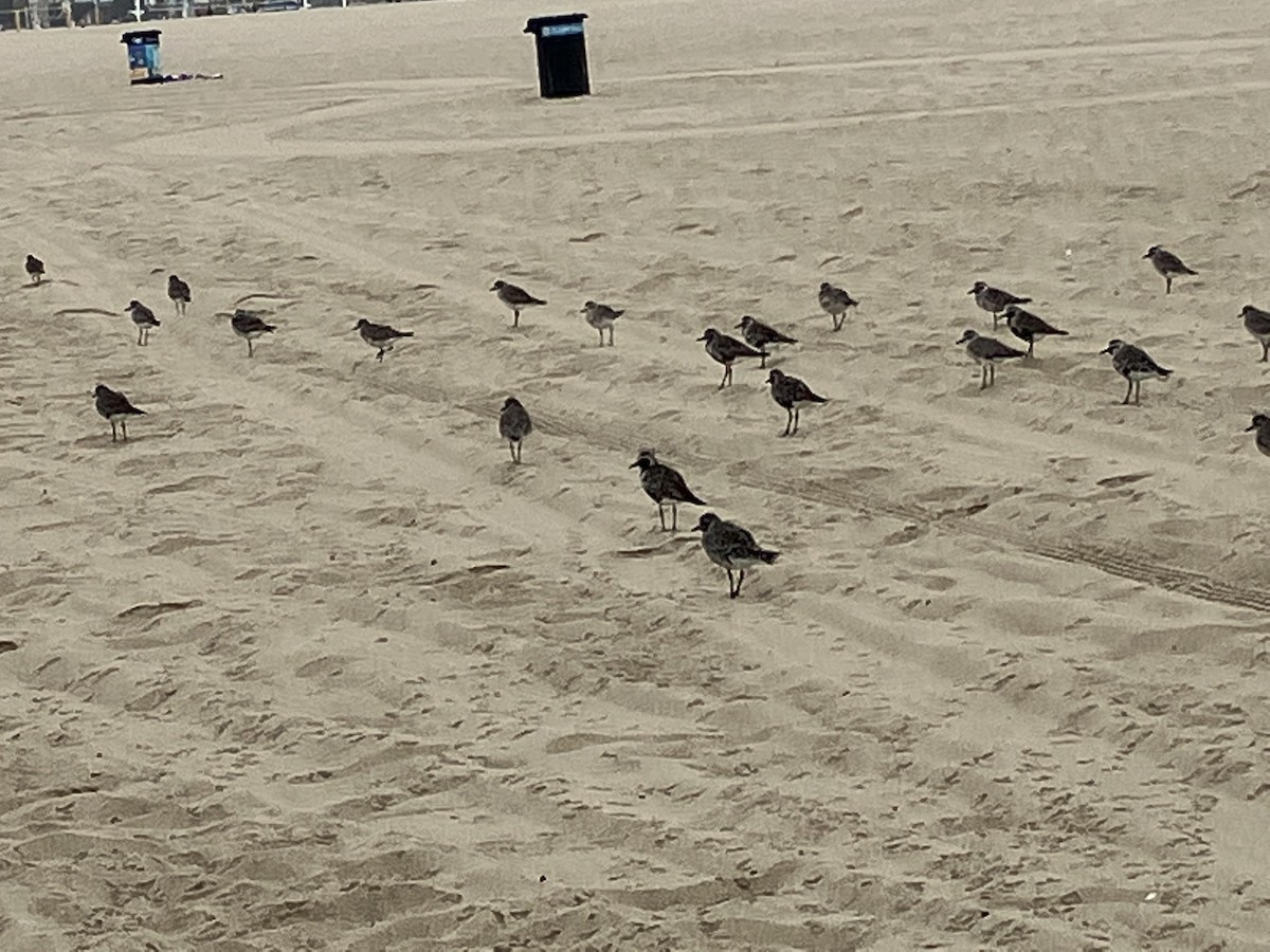 Black-bellied Plover - ML478453311