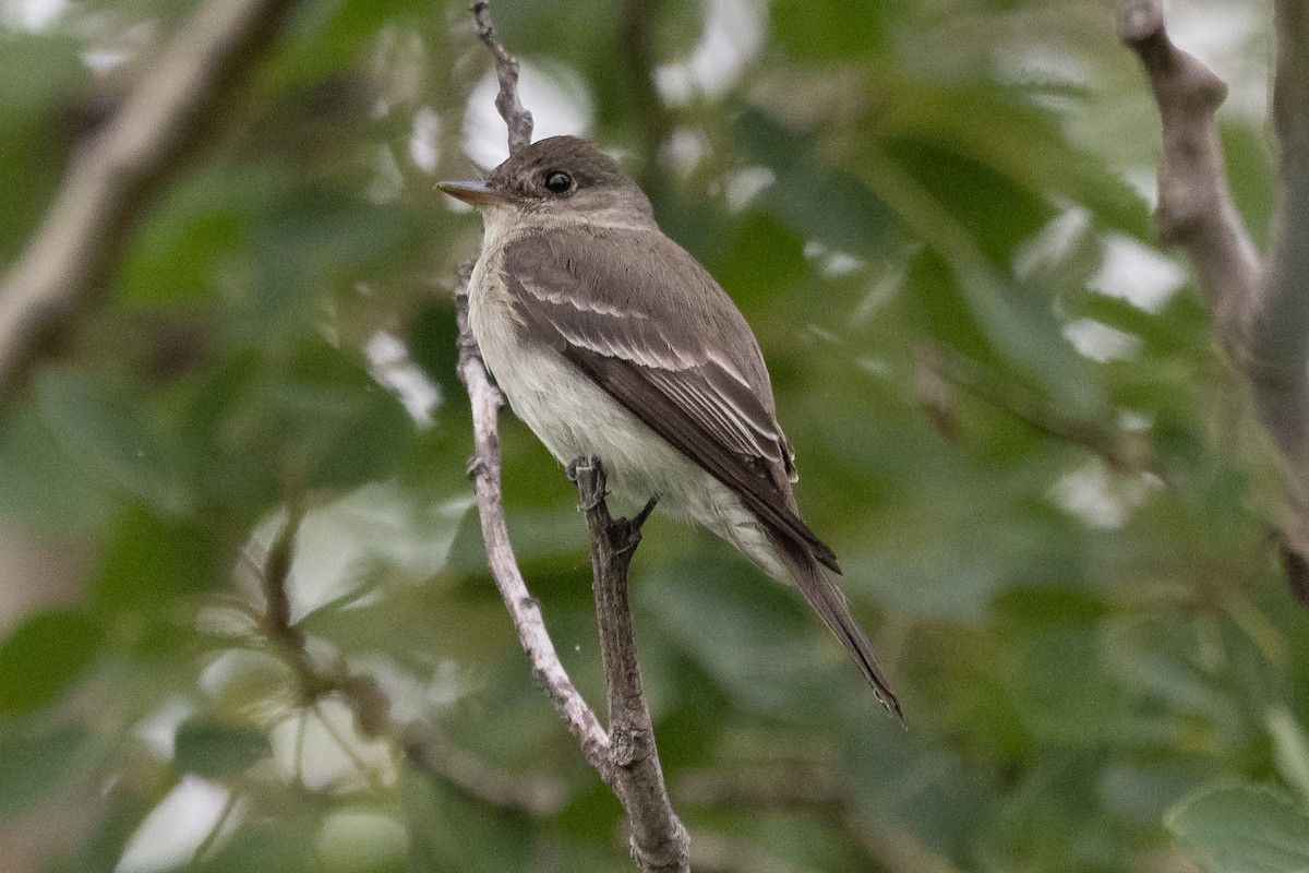 Eastern Wood-Pewee - ML478453741