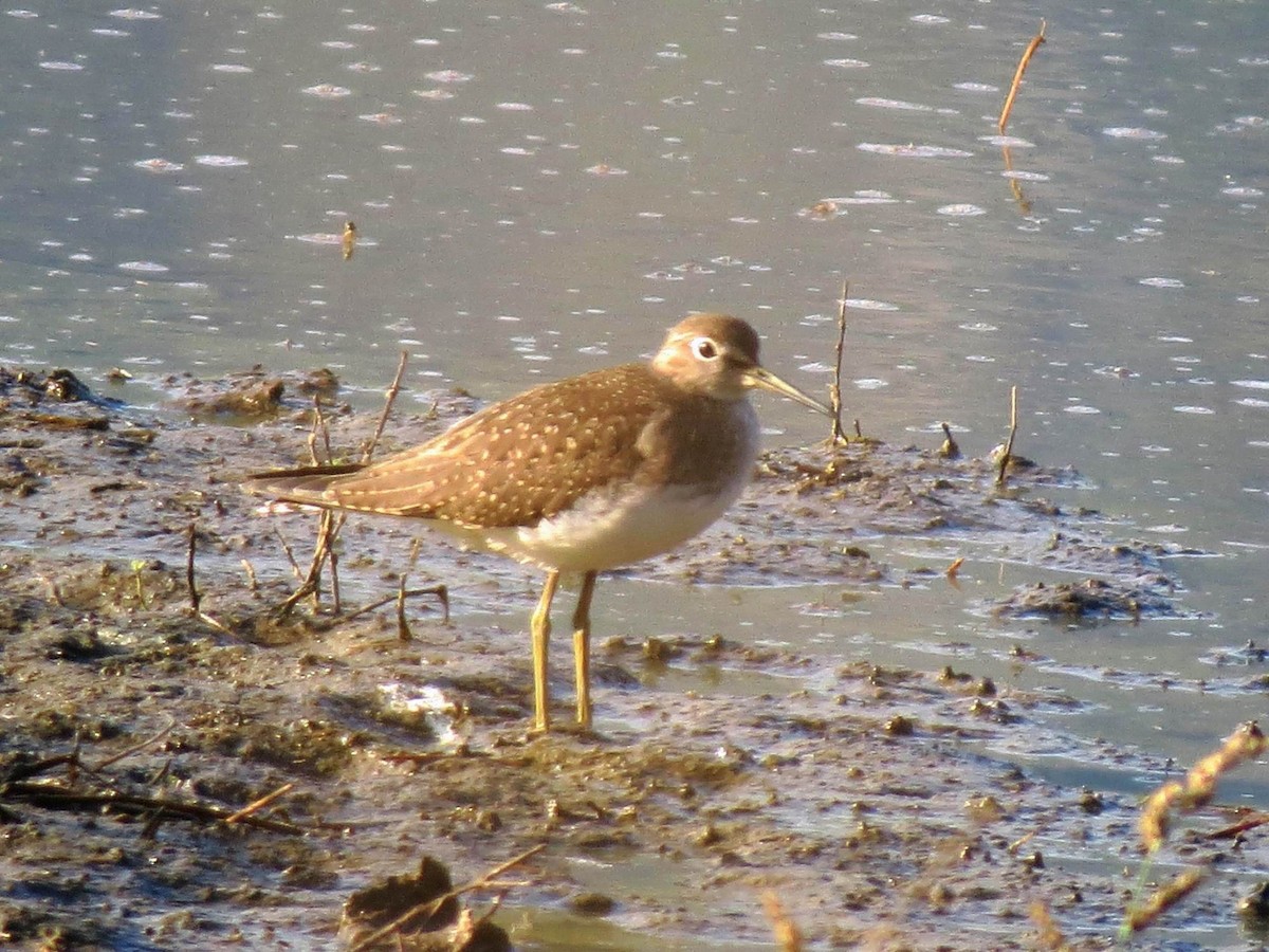 Solitary Sandpiper - John Tschopp