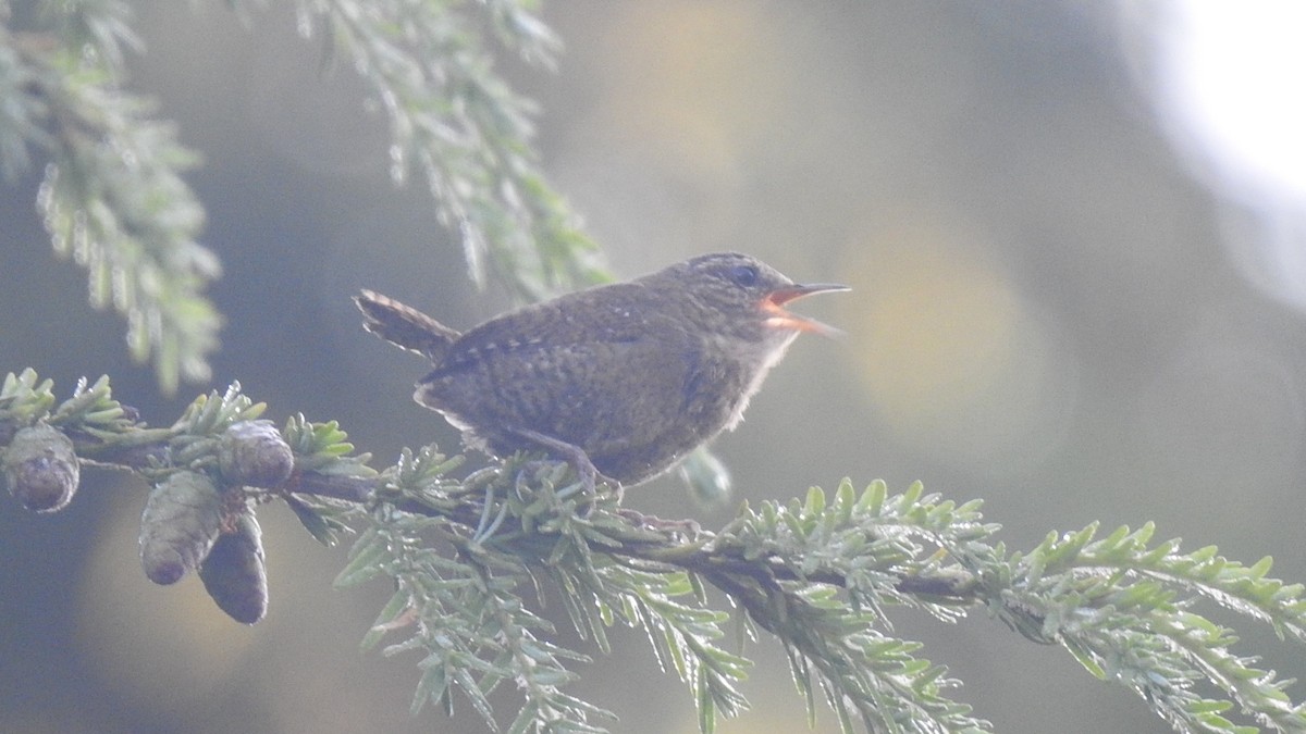 Pacific Wren - ML478453791