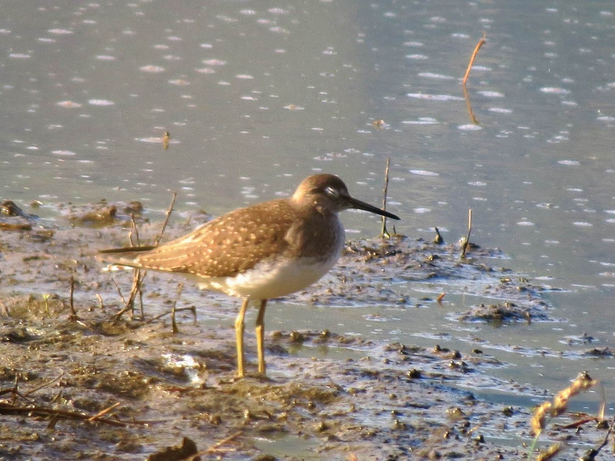 Solitary Sandpiper - ML478453821