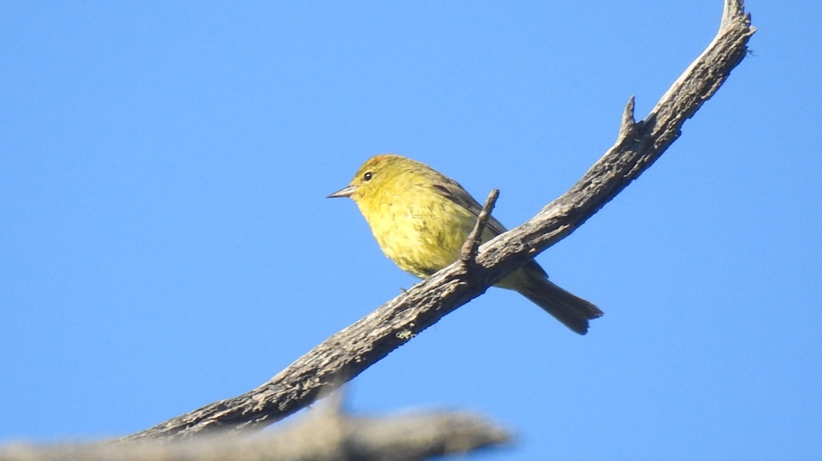 Orange-crowned Warbler - ML478453991