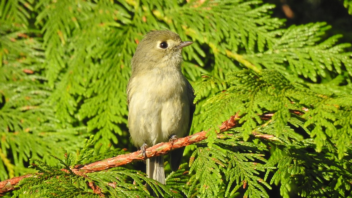 Hutton's Vireo - ML478454351