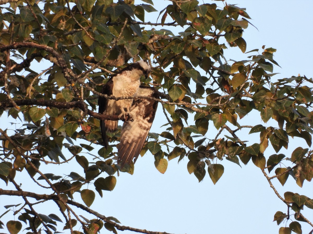 Osprey - ML478454641