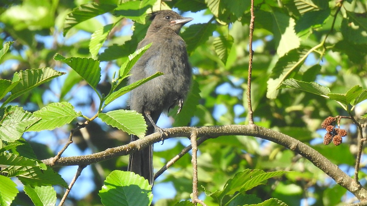 Steller's Jay - ML478454731