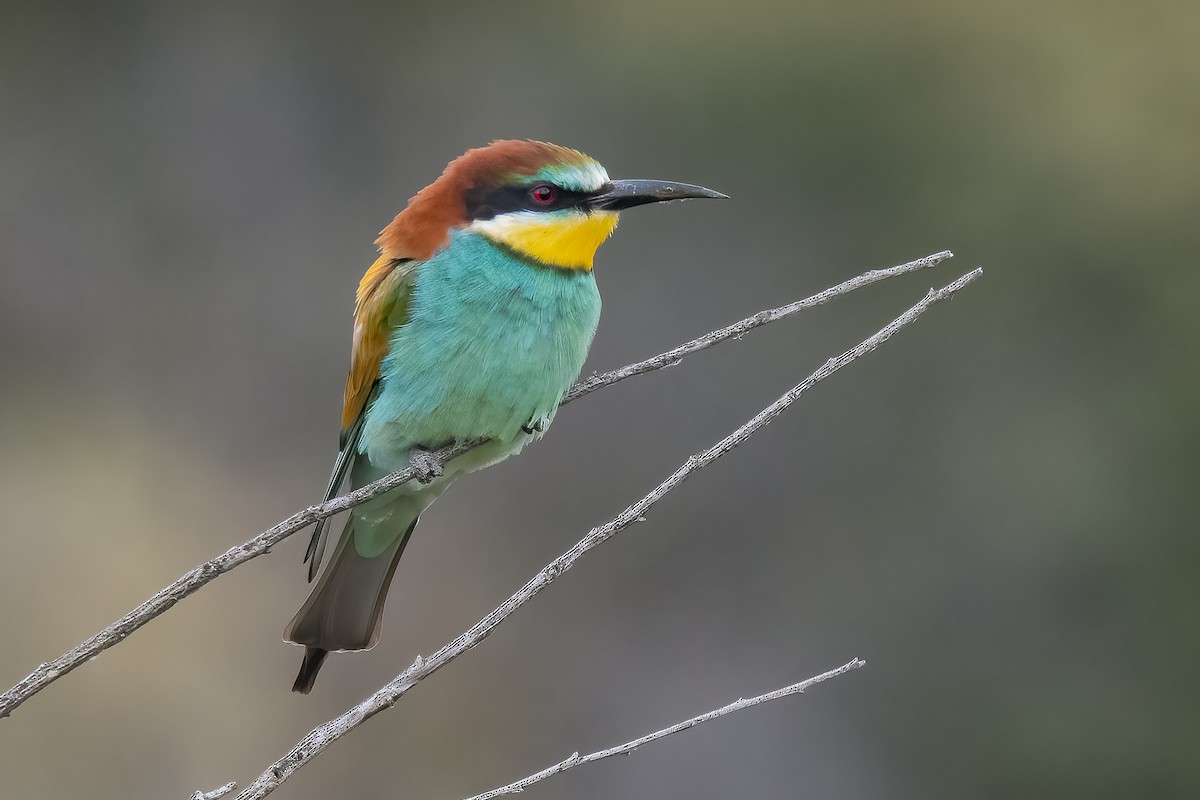 European Bee-eater - Giuseppe Citino
