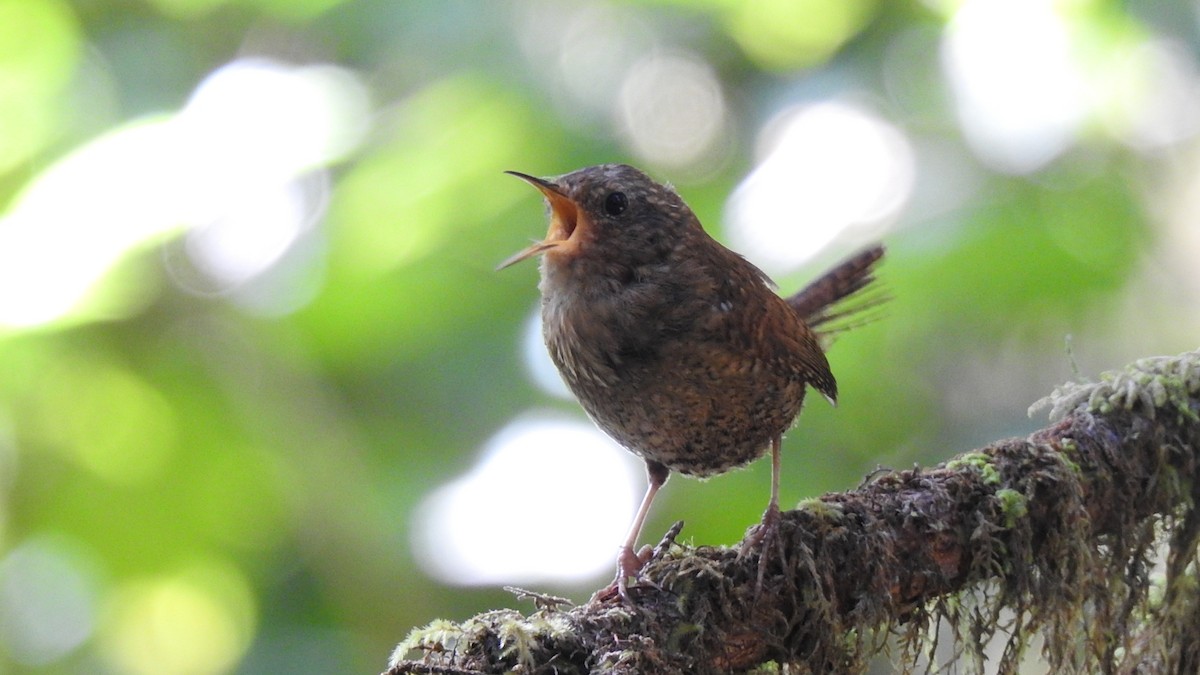 Pacific Wren - ML478456711