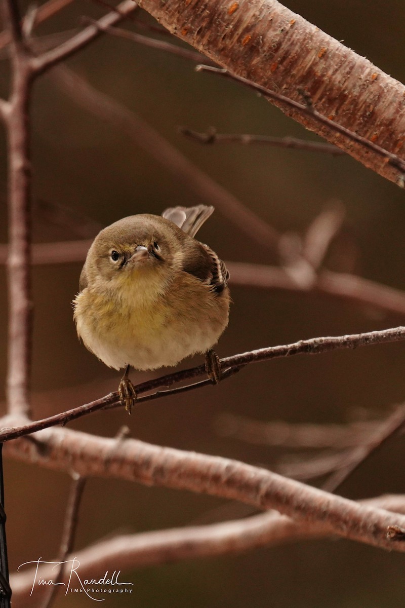 Pine Warbler - Tina Randell 🐦