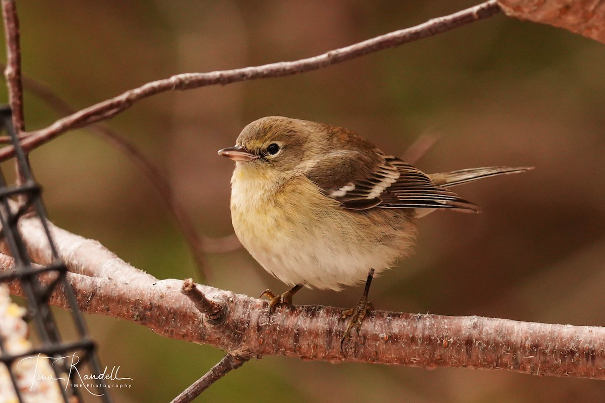 Pine Warbler - Tina Randell 🐦