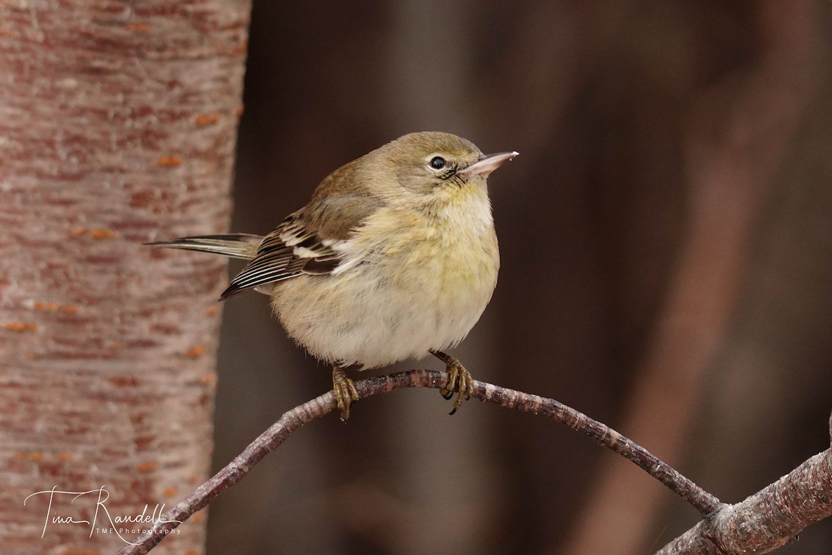 Pine Warbler - Tina Randell 🐦