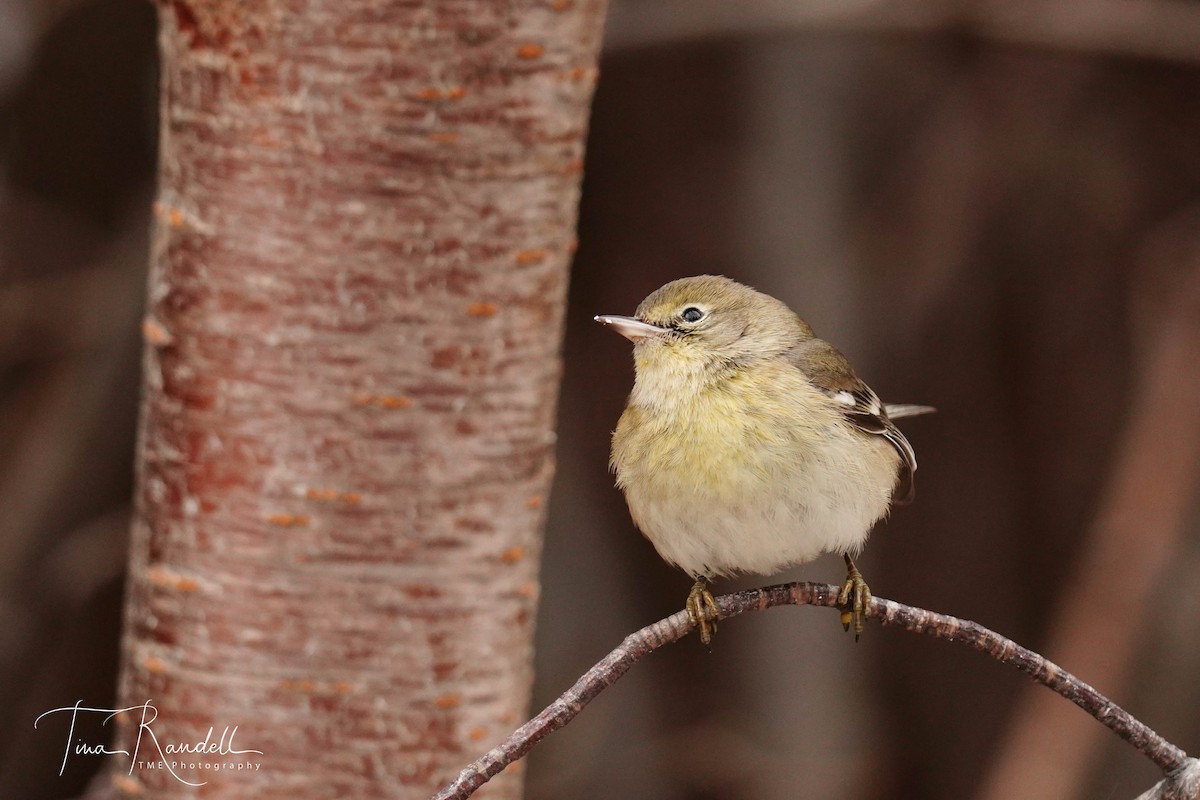 Pine Warbler - Tina Randell 🐦