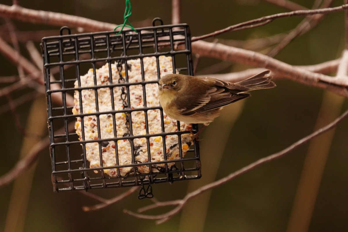 Pine Warbler - Tina Randell 🐦