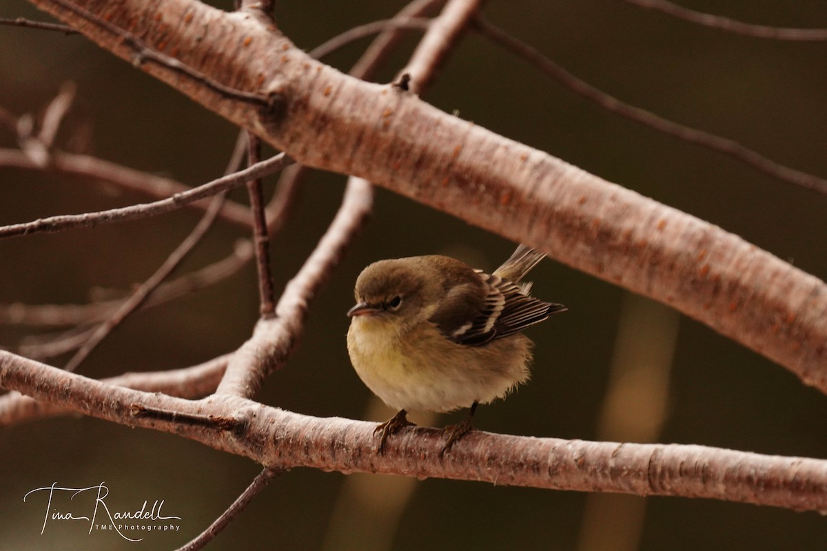 Pine Warbler - Tina Randell 🐦