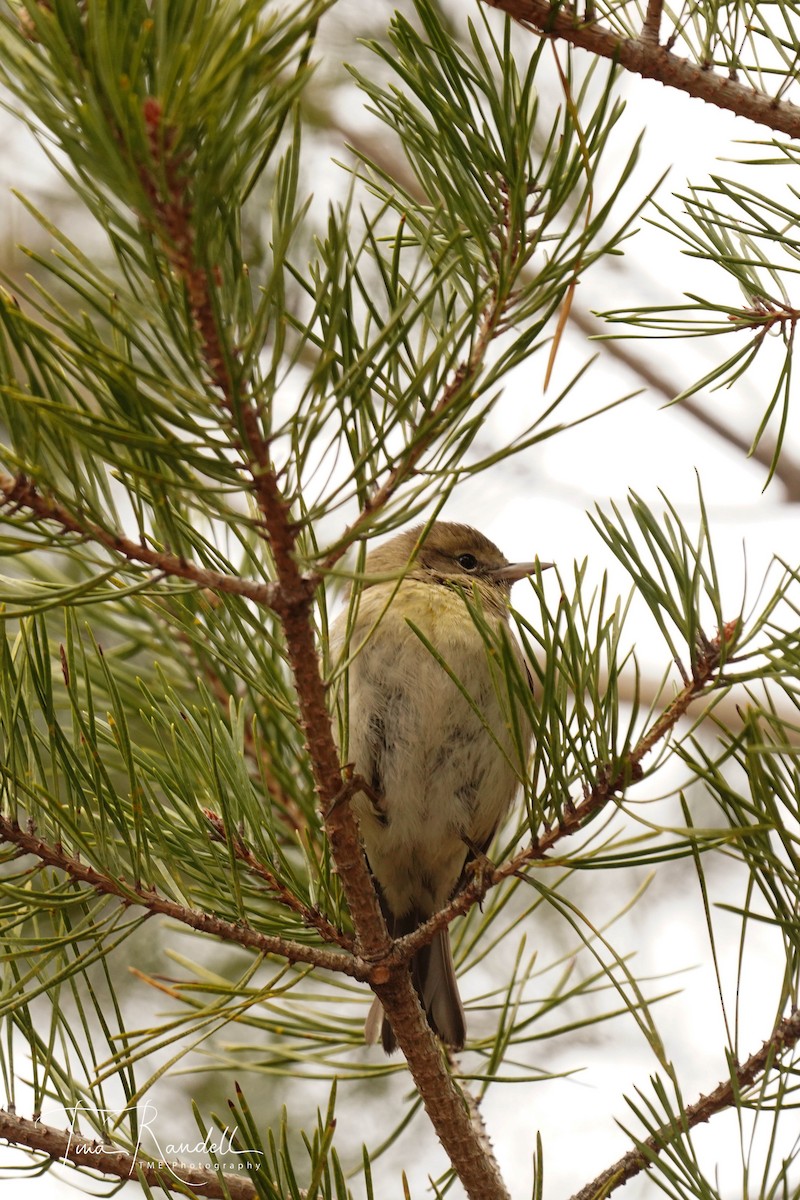 Pine Warbler - Tina Randell 🐦