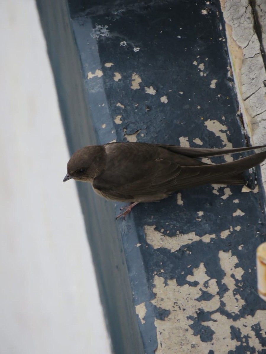 Dusky Crag-Martin - Meghaa Sathish