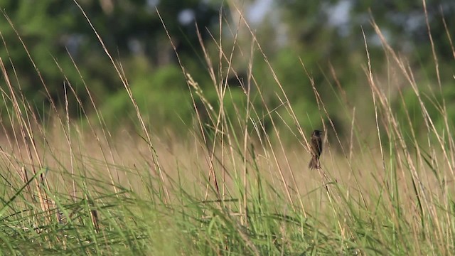 Приморская овсянка-барсучок - ML478460