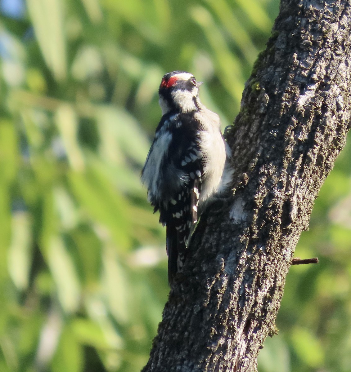 Downy Woodpecker - ML478461091