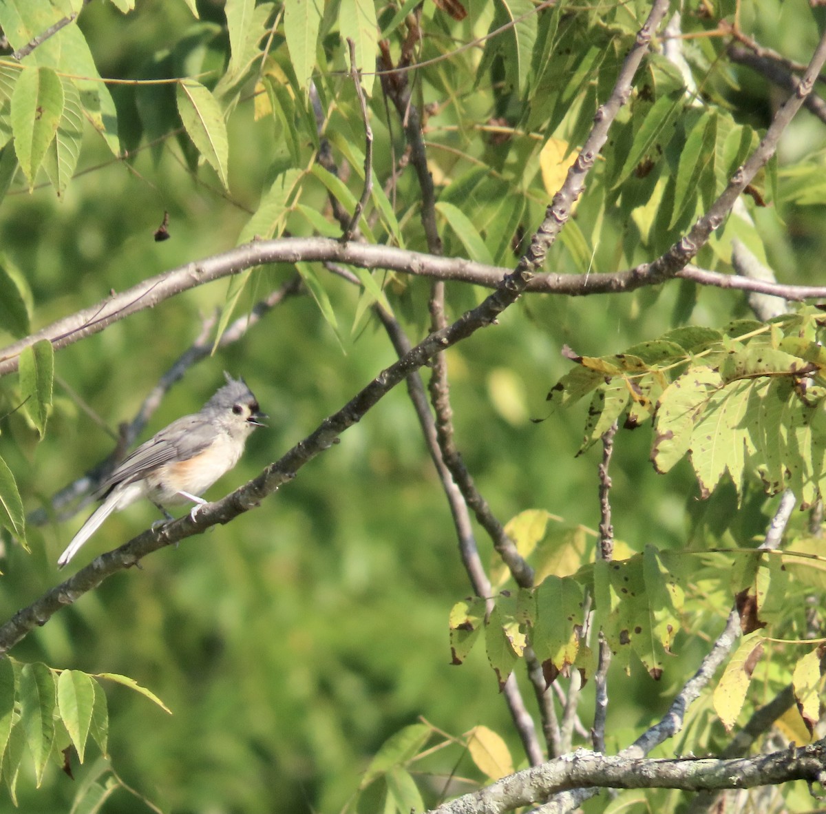 Tufted Titmouse - ML478461101