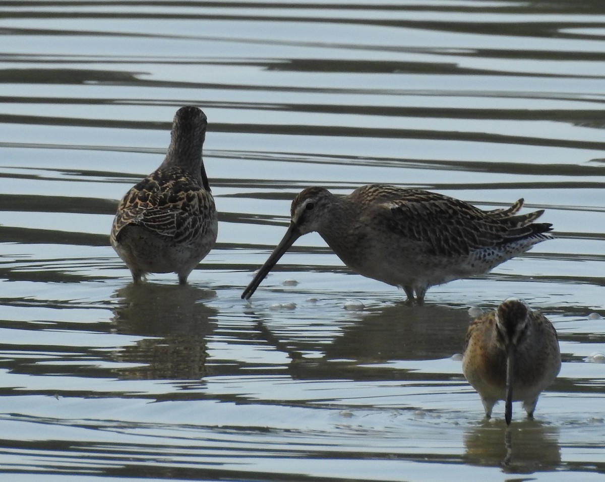 Short-billed Dowitcher - ML478461791