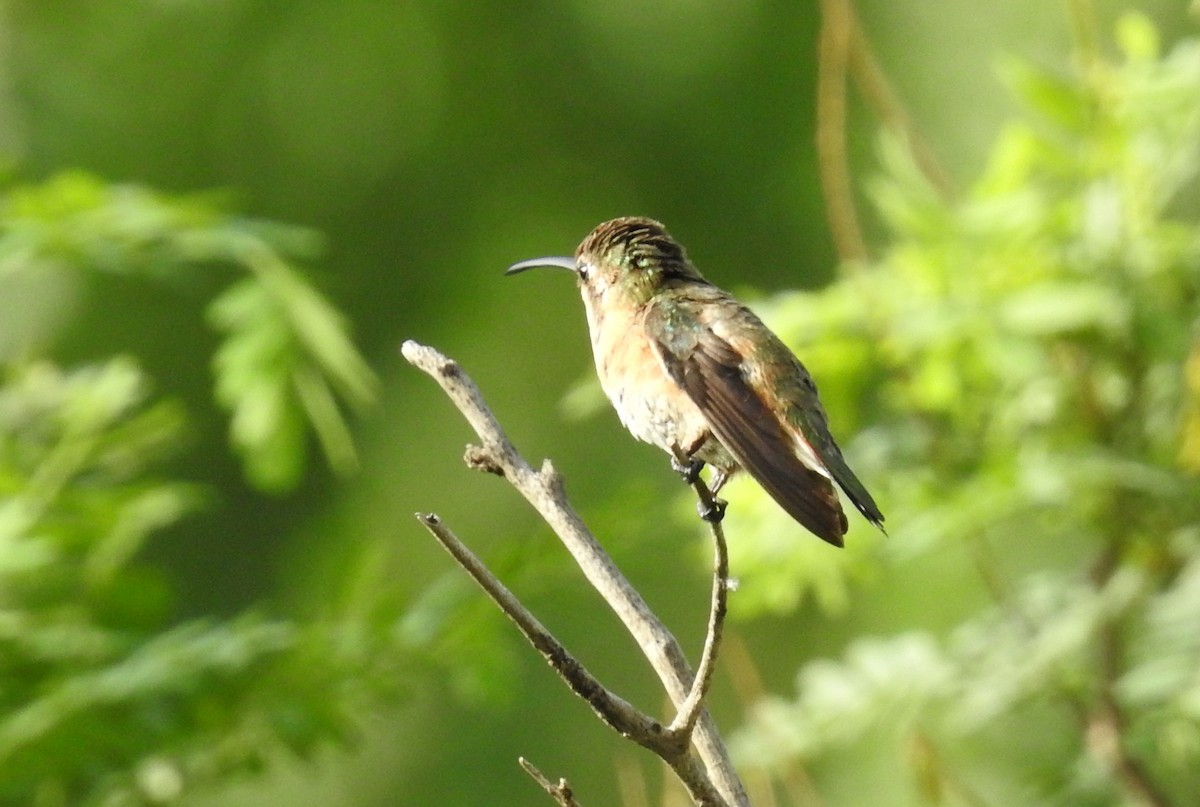 Lucifer Hummingbird - ML478463801