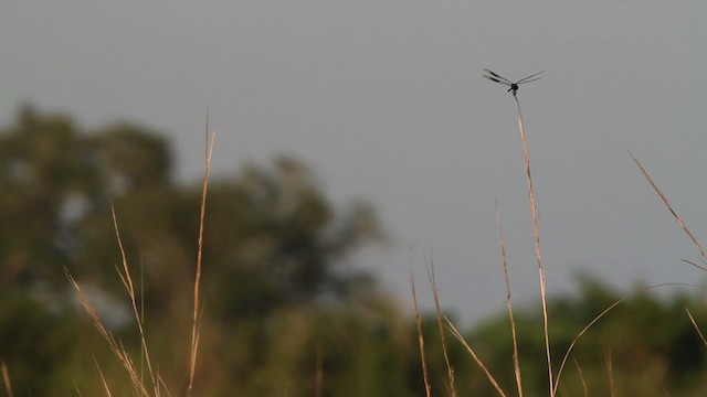 Dragonflies and Damselflies - ML478465