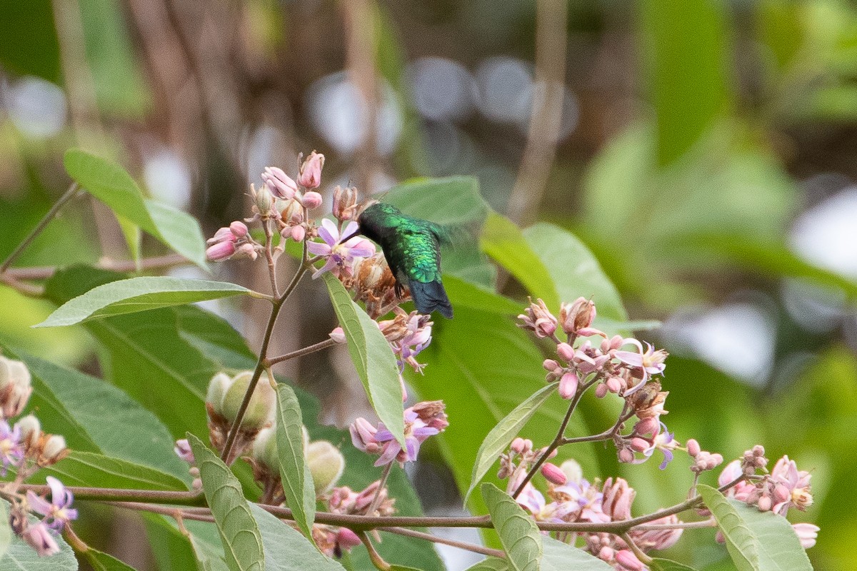 Garden Emerald - ML478465211