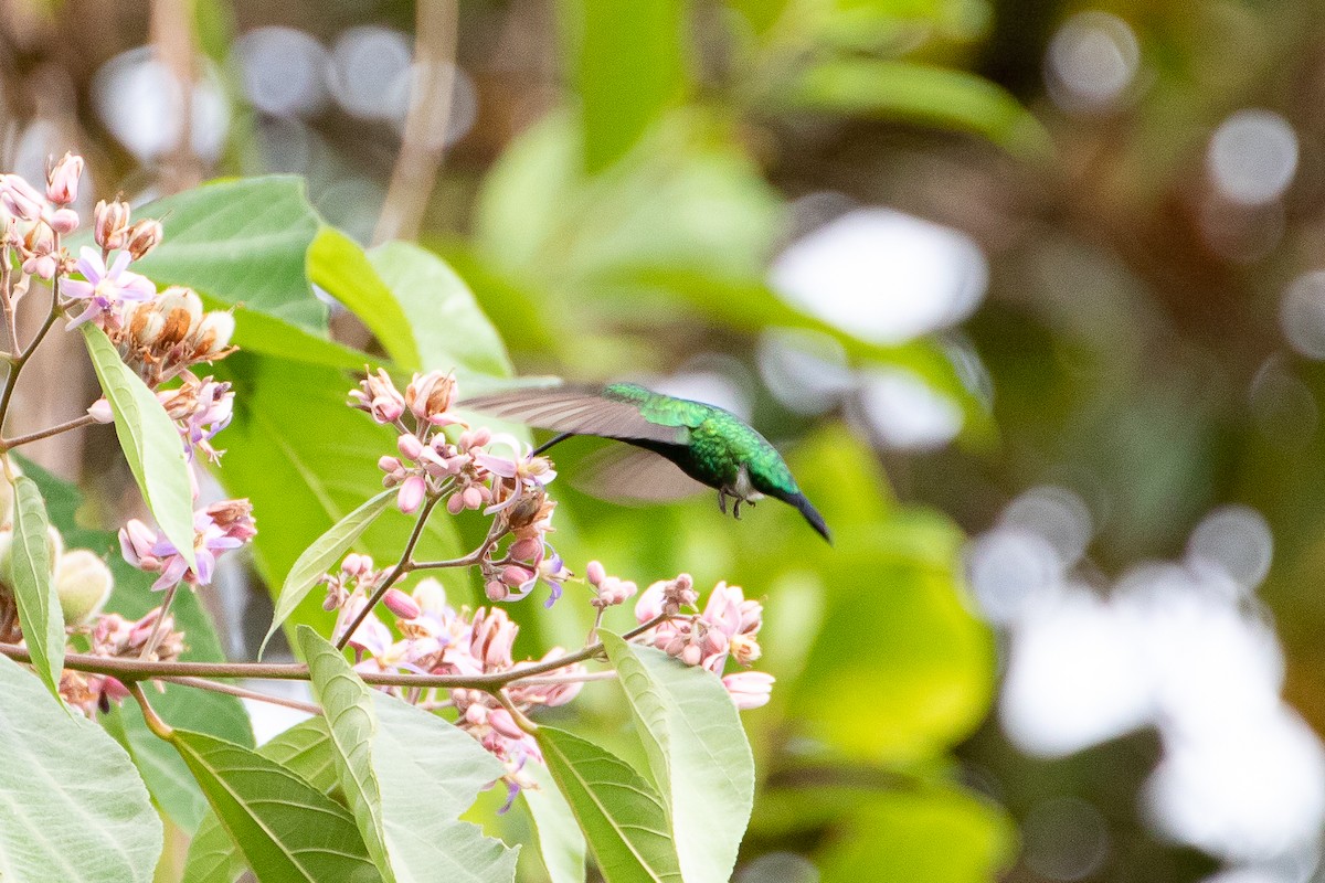 Garden Emerald - ML478465221