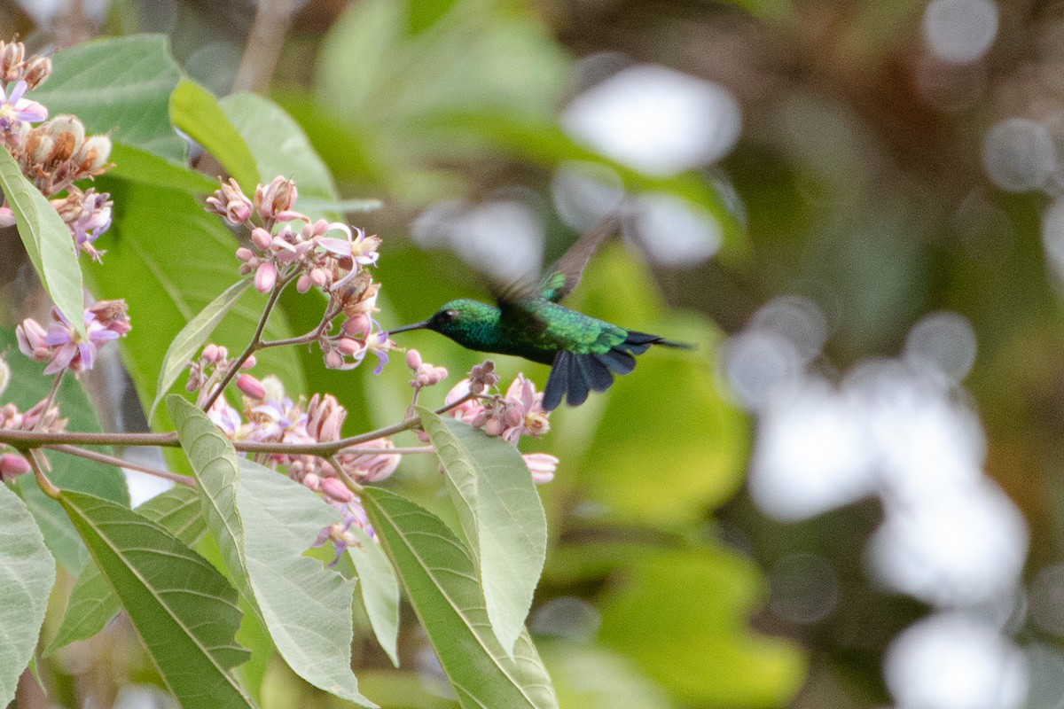 Garden Emerald - ML478465251