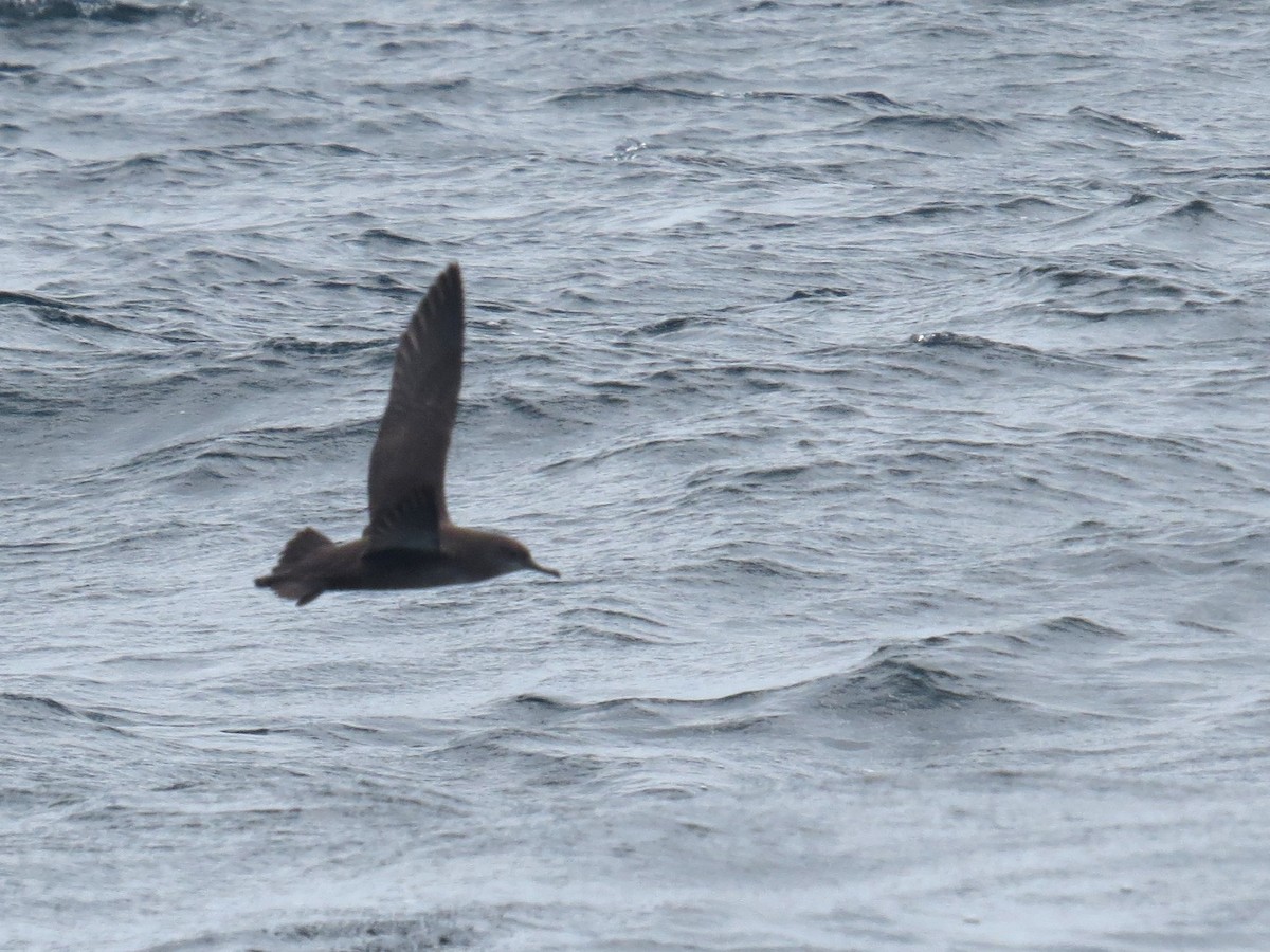 Balearic Shearwater - ML478465651