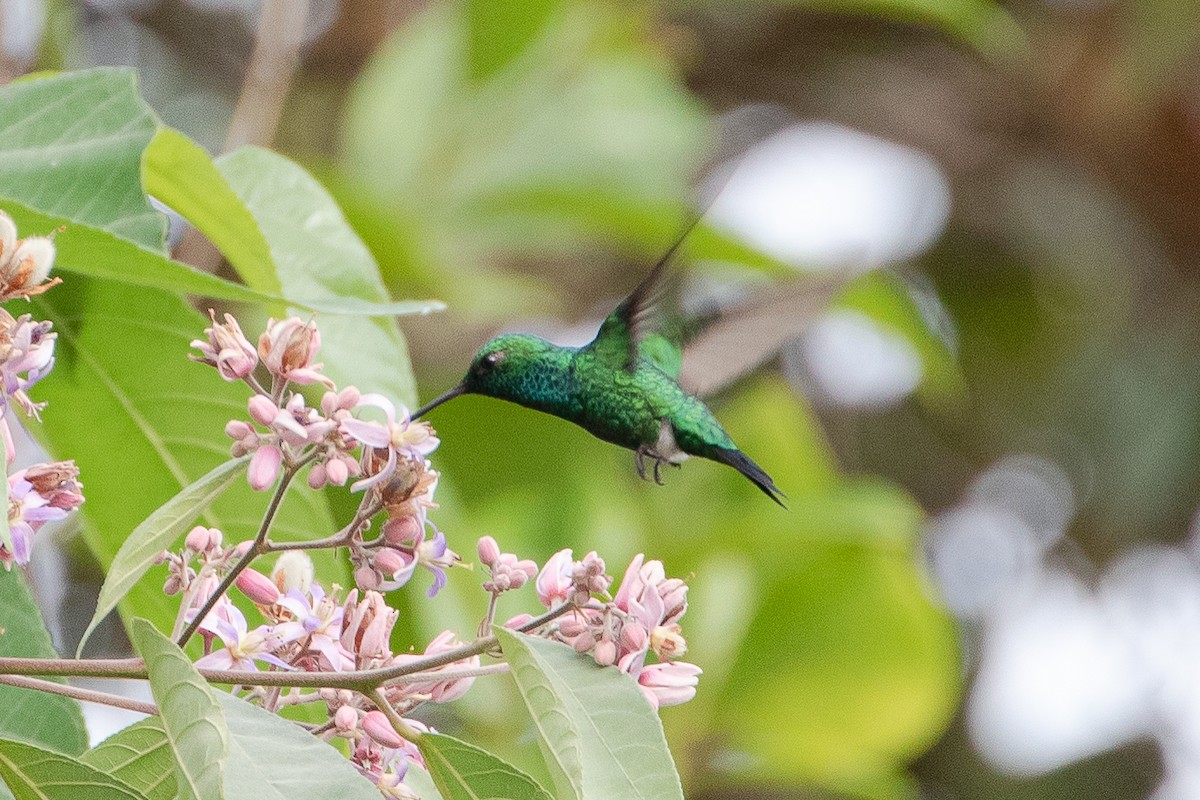 Garden Emerald - ML478465971