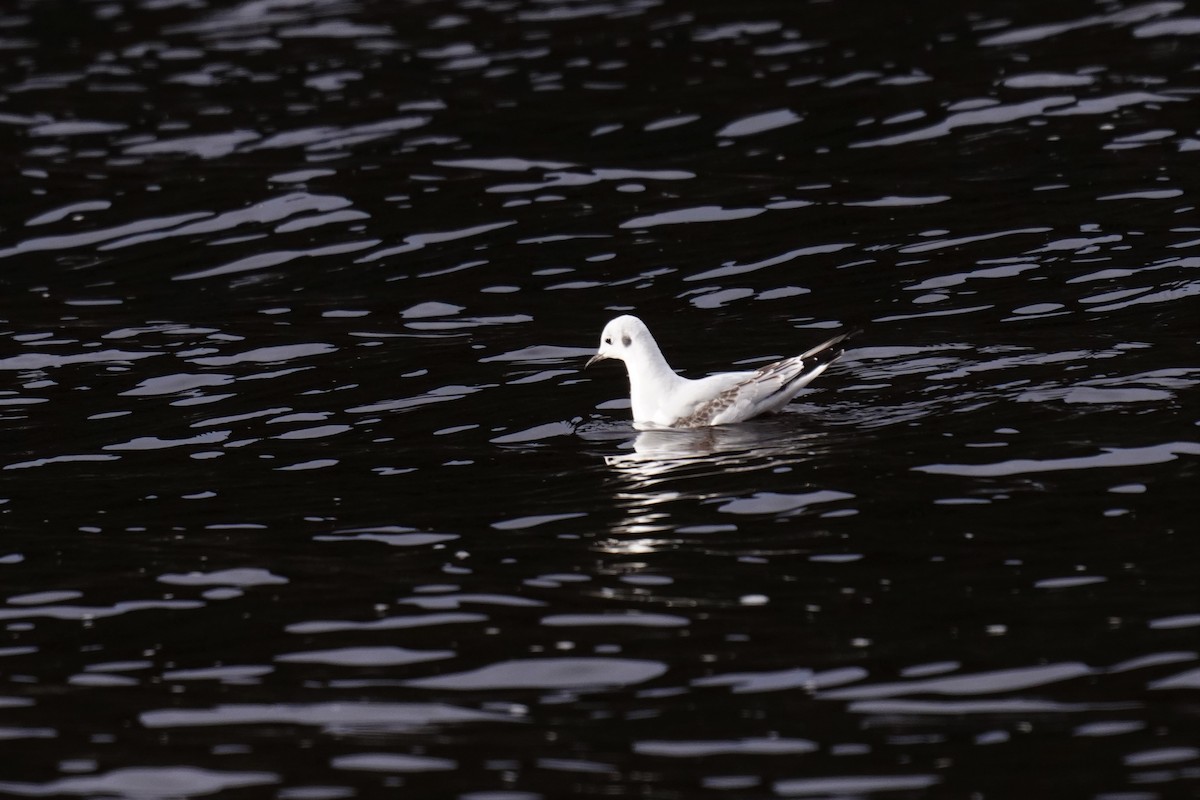 Mouette rieuse - ML478466961