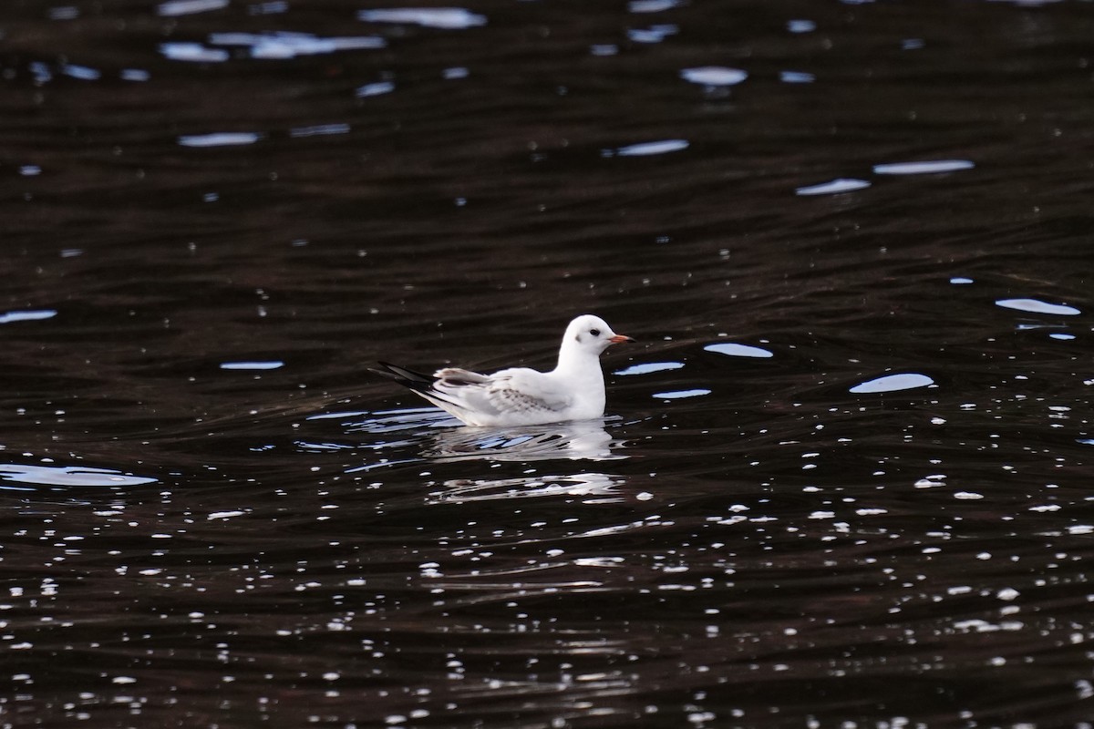 Mouette rieuse - ML478466971