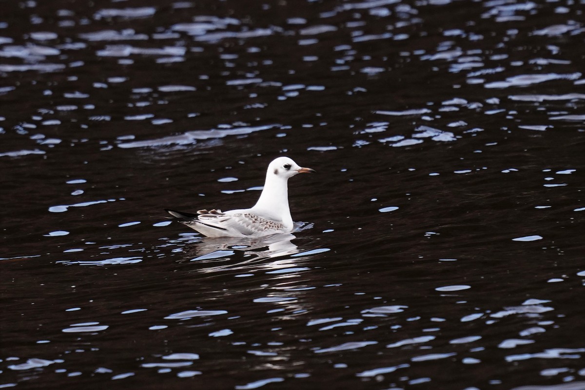 Black-headed Gull - ML478466981