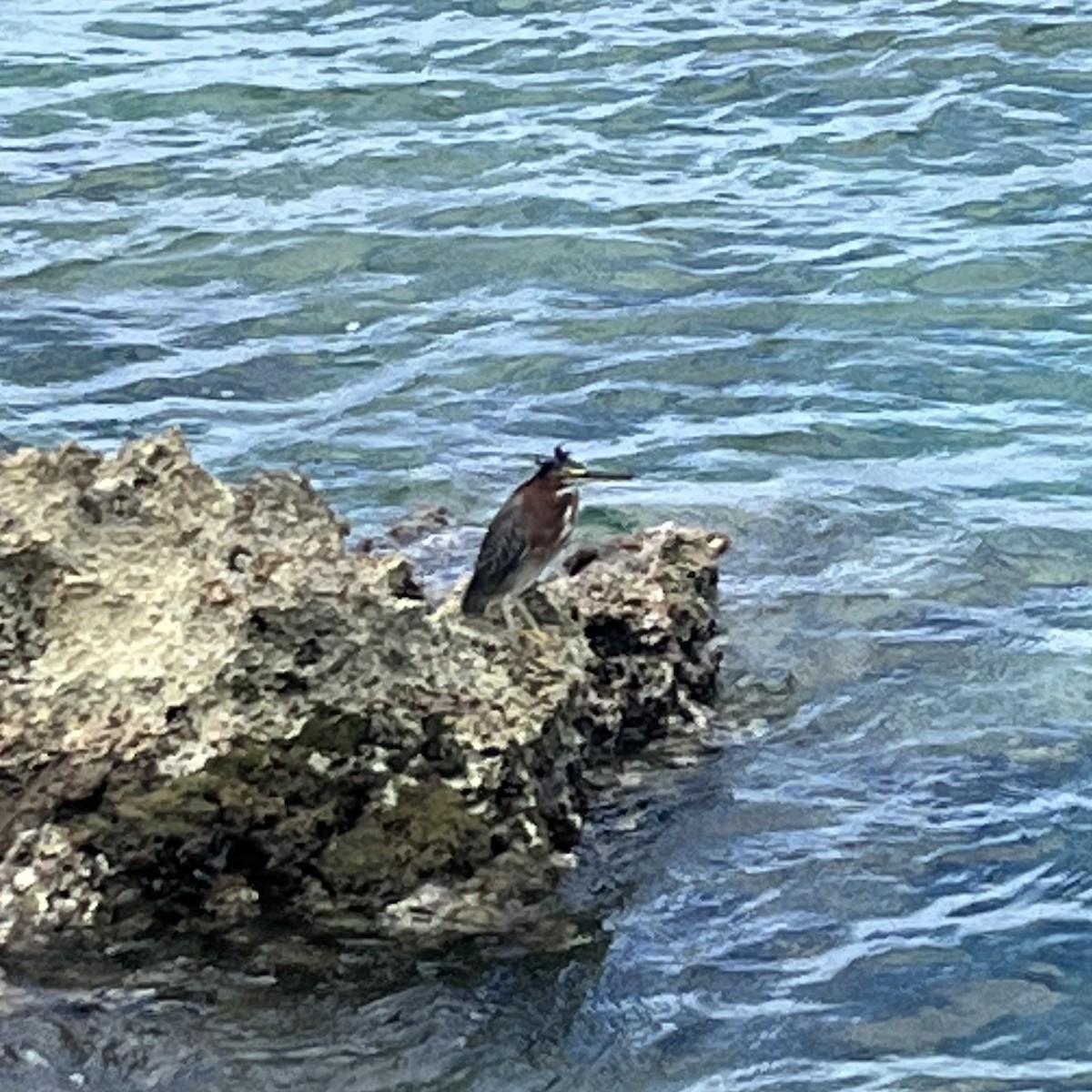 Green Heron - ML478467571