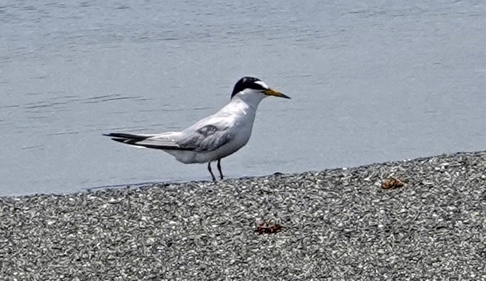 Least Tern - Porfi Correa