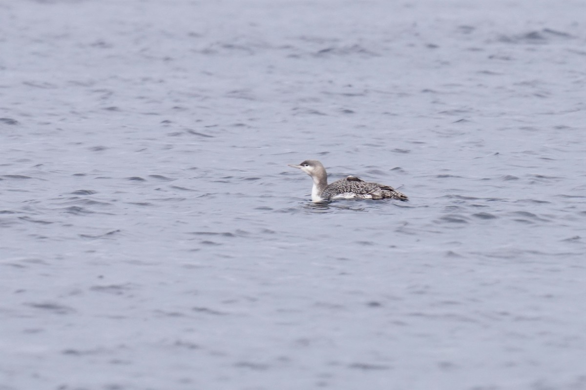 Red-throated Loon - Tina Randell 🐦