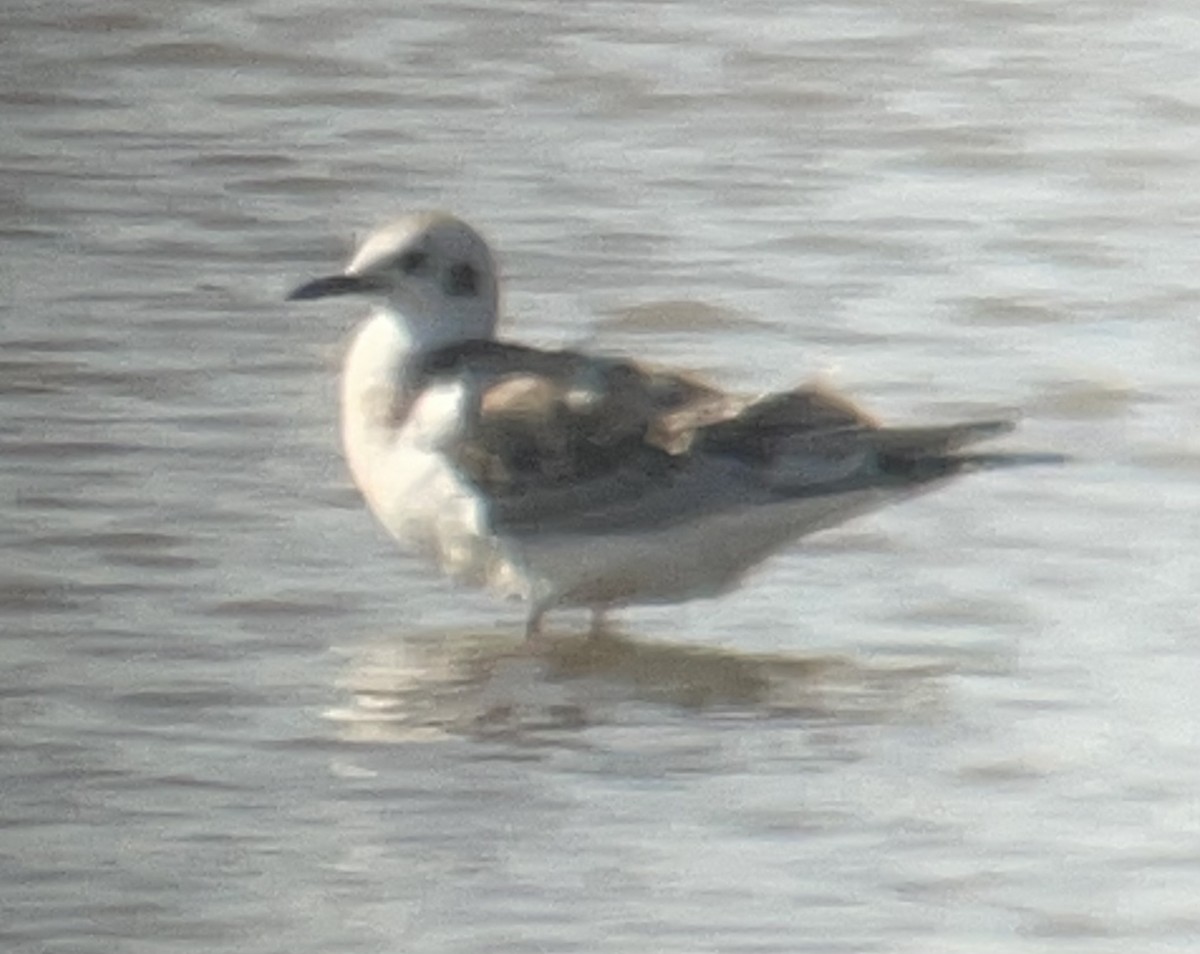 Bonaparte's Gull - ML478468641