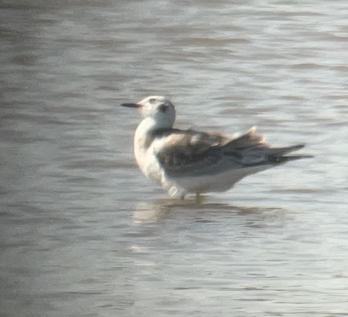 Bonaparte's Gull - ML478468651