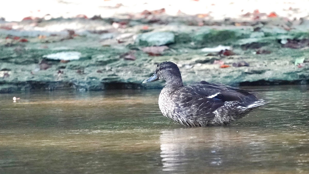 Canard colvert - ML478468841