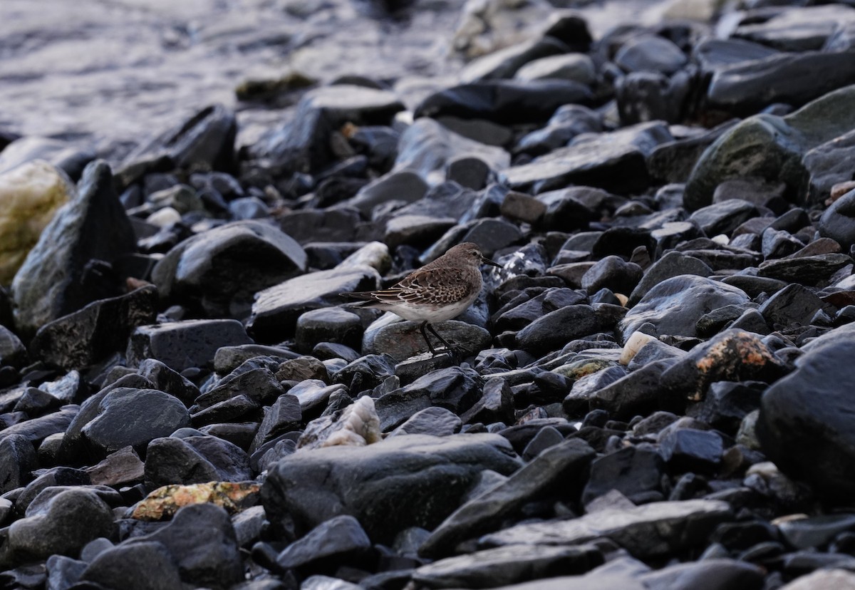 White-rumped Sandpiper - ML478469481