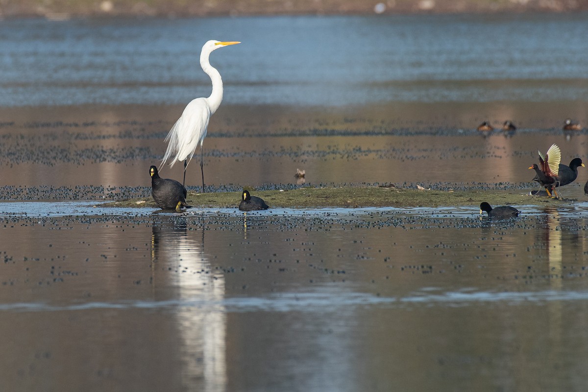 Great Egret - ML478472561