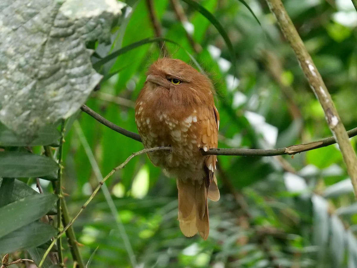 Sumatran Frogmouth - ML478474851