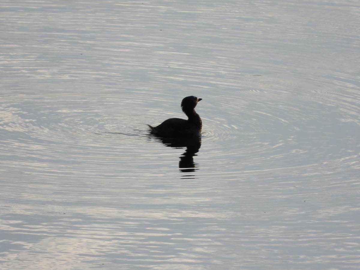 Least Grebe - Juan Aguilar